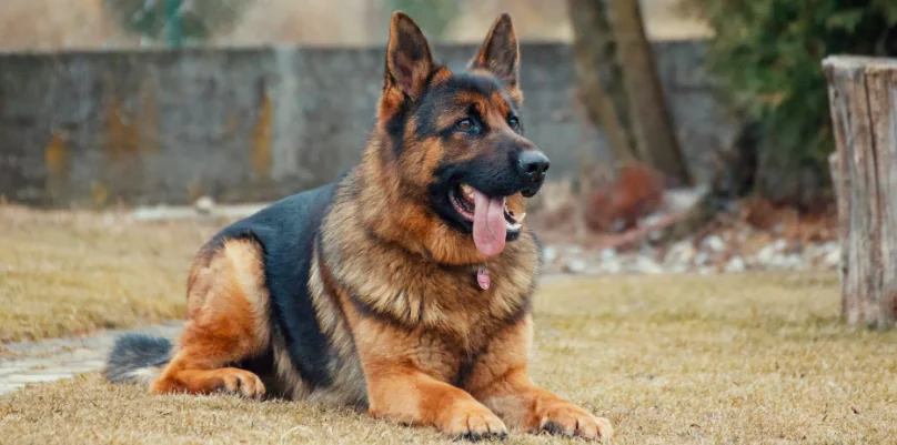 Ecco Black, il cane antiesplosivo